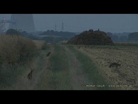 2015 07 16 Young red foxes in July, evening#1