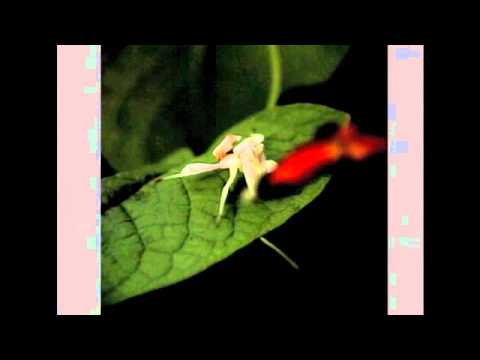 熱帯雨林の昆虫Part1