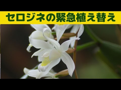 セロジネについて詳しく解説