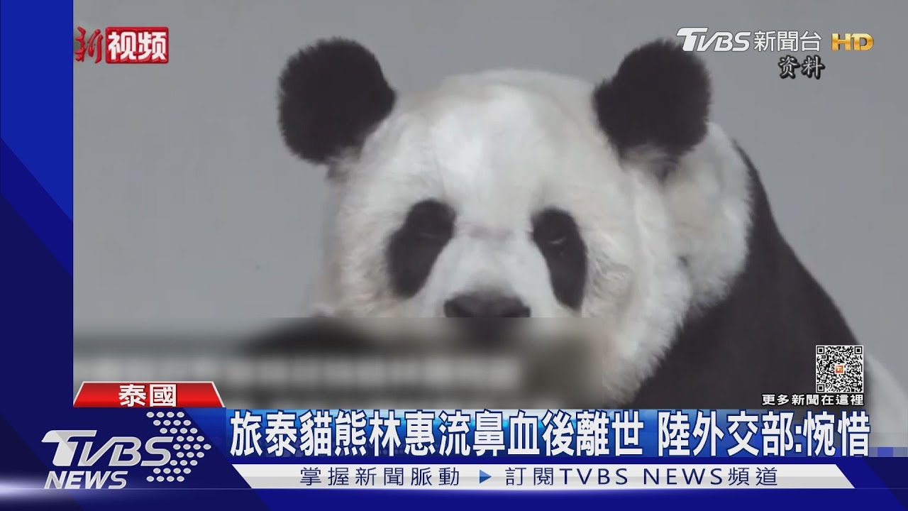 旅泰貓熊林惠流鼻血後離世 陸外交部:惋惜