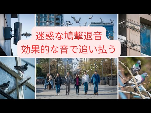 バルコニーからハトを追い払う方法: ハトを遠ざけ、被害を避けるための 3 つの優れた方法  庭園