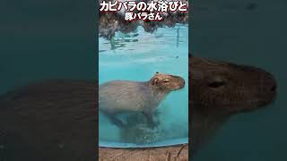 かわいいカピバラと新種のブタバラさん【がーどまん】