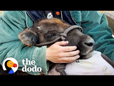 Orphaned Baby Bison gets a New Home