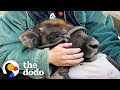 Baby Bison Follows Her Rescuer Everywhere | The Dodo
