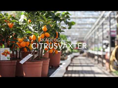 CITRUSVÄXTER - vanliga skadegörare och ohyra
