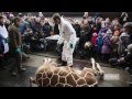 Denmark giraffe controversy  Second zoo plans to kill giraffe called Marius watch online