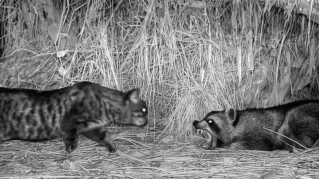 Angry Cats vs Wild Animals Caught on Camera