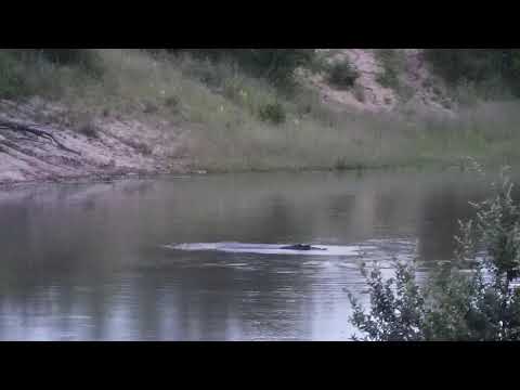 Djuma: Two Hippos with interactions-Pt:3 - 05:02 - 01/23/21