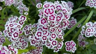 June in the Garden | Summer Flowers & Perennials in Bloom