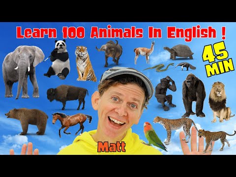 100 Animals in English | What Do You See? Songs Wild Animals | Dream English Kids