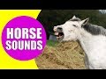 HORSE SOUNDS FOR KIDS Learn Neighing Snorting And Galloping Sound Effects Of Horses