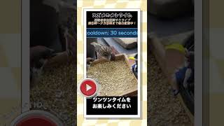 7/19スズメの食事 #癒し #birdsoftiktok #かわいい #birds #鳥 #動物 #鳥好き #birdextreme #asmr