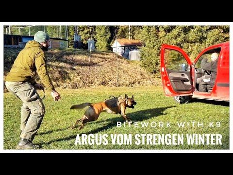 WORKING K9 MALINOIS ARGUS APPREHENDING ATTACKER TAKEDOWN EXTREME DOG TRAINING BITEWORK PROTECTION