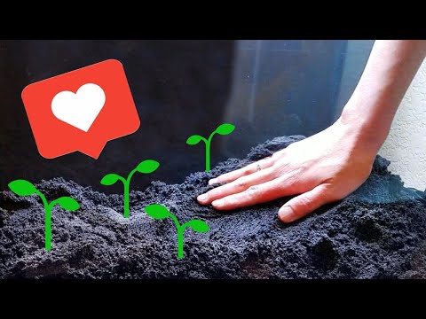 How to Set Up a Planted Tank with SAND | Shy Guys Jungle Tank Pt 1