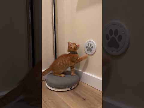 Bro living in the year 3026 already! #cats #future #kitten