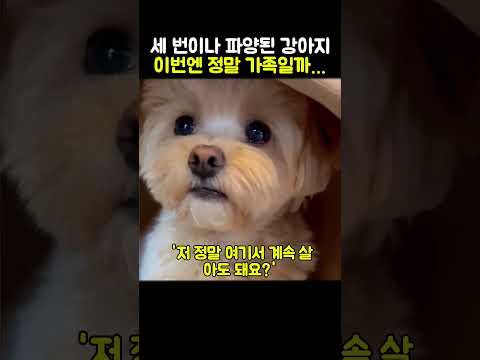 세 번이나 파양된 강아지 이번엔 정말 가족일까…