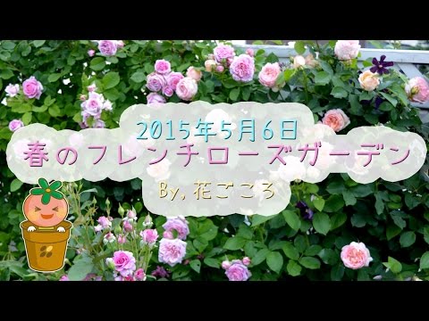 園芸 フレンチローズブッシュ