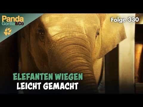 Im Zoo wird es niemals langweilig | Panda, Gorilla & Co.