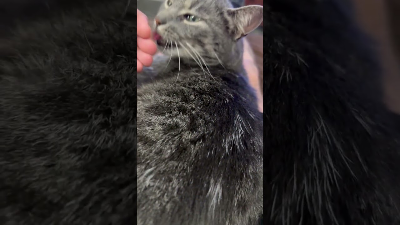 Enlarge Veronica, an adoptable Tabby in Nashville, TN video 5/6