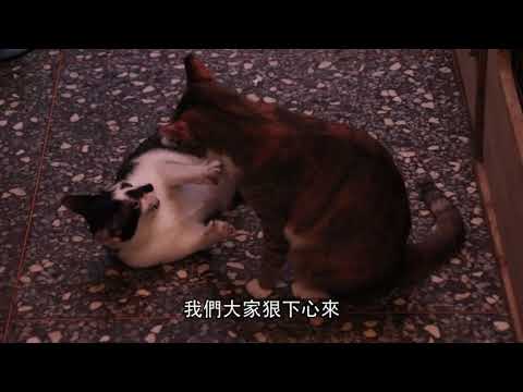 犬貓「不再流浪」 從結紮做起