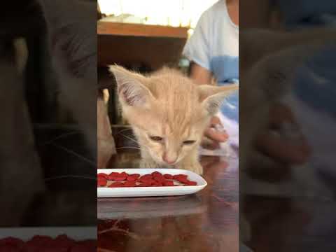 Look At This Cutest Tiny Kitten Eating