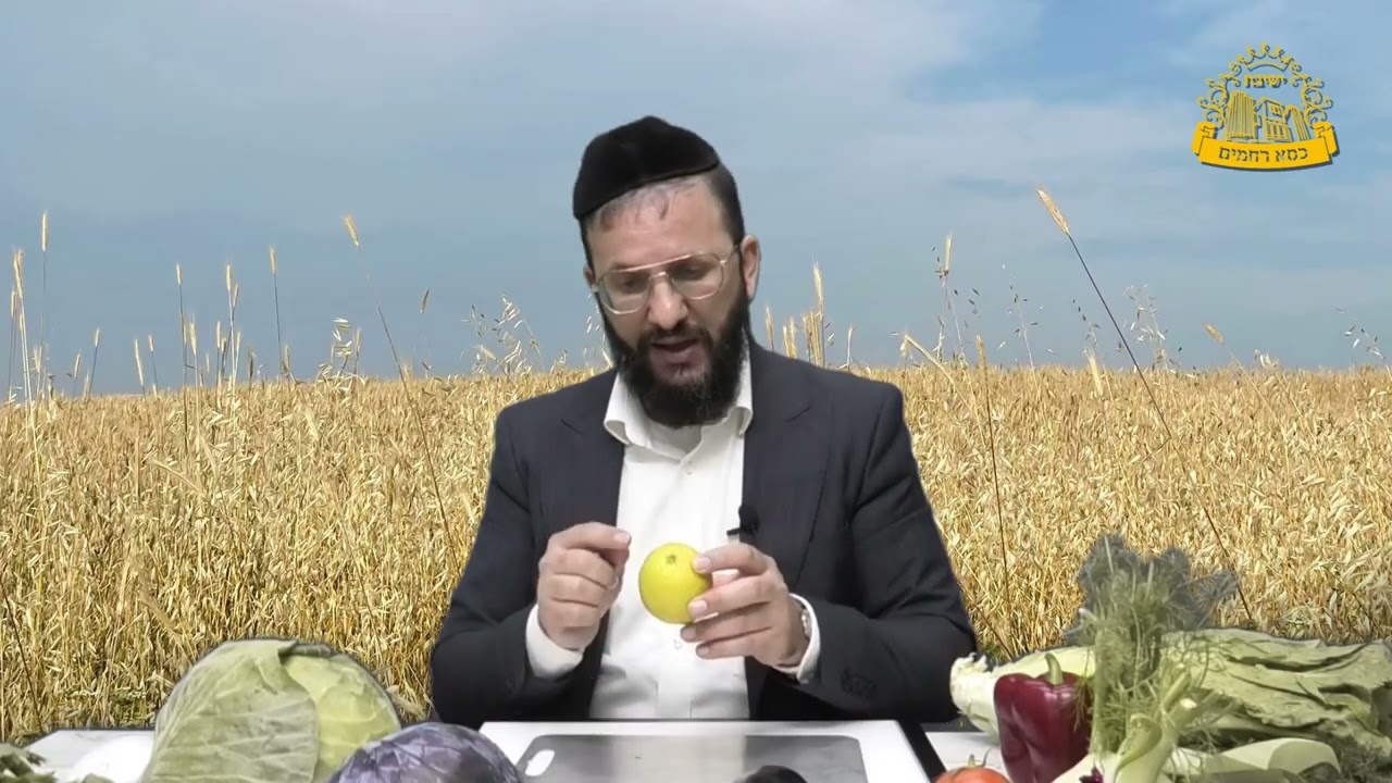 ממשיכים בהדרכה החשובה - מה נשים לב בגמבה עגבניה ולימון?