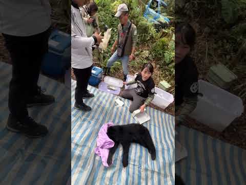 獸醫師將黑熊麻醉後於現場準備進行初步檢傷作業