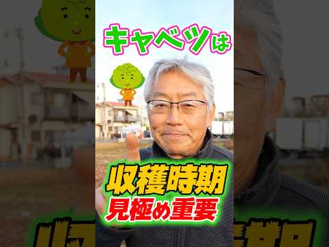 キャベツはいつ植えるのですか？どの品種をどの時期に植えるべきですか?  庭園