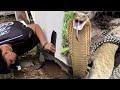 GALIT NA KING COBRA ANG PINAHULI KAY COBRA PRINCE