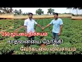 Deejayfarming8335 வேர்கடலை சாகுபடி சாதனை அளவை கட