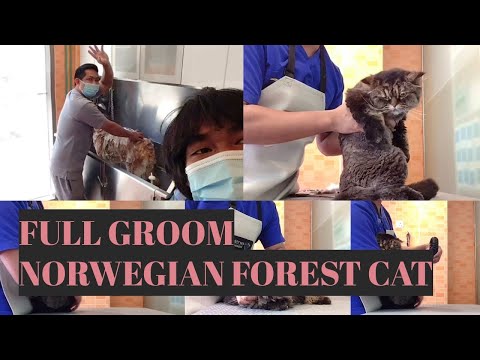 Grooming A Norwegian Forest Cat |  Bunny TV