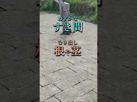 黄色い芝生？新しい輝きを取り戻して緑色に戻す理由と適切な治療法をご紹介します  庭園
