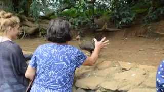 Woman steals wild chicken on Hawaii tour