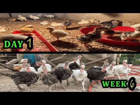 How to Raise Turkey Chicks Successfully