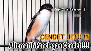 Download lagu SUARA BURUNG CENDET GACOR FULL TEMBAKAN BONGKAR ISIAN MEWAH MATERI KEKINIAN mp3