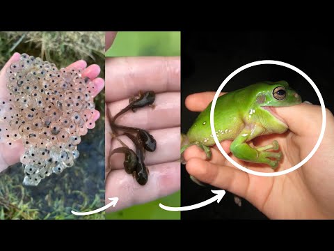 Girl Raising 108,000 Baby Frogs in Her Home!