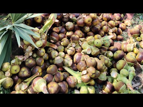 Palm Tree In My Village - How To Cut Palm Seeds
