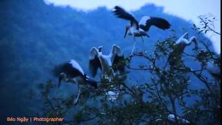 preview picture of video 'Vườn chim Thung Nham Ninh Bình - Vườn cò - Vườn vạc'