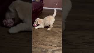 Video preview image #1 Golden Retriever Puppy For Sale in Croydon, NH, USA