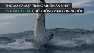 Tinhte.vn | Cá mập không đáng sợ như bạn nghĩ ?