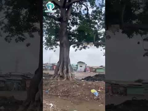 WATCH: Dredging Underway at Sahara Park After Severe Flooding