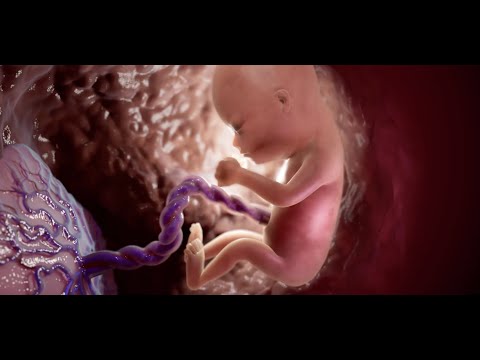 Descripción general del primer trimestre del embarazo