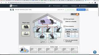 Mouse Genetics Gizmo Walk Through