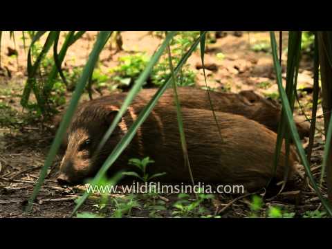 These little Pygmy hogs being conserved in India