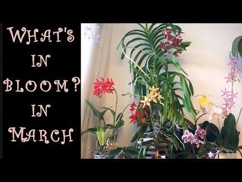 Windowsill Orchids in Bloom - March 2018