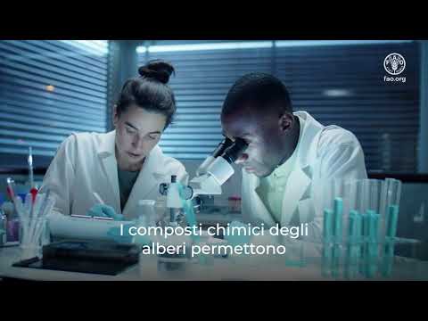 Giornata Internazionale delle Foreste: Foreste e innovazione nuove soluzioni per un mondo migliore