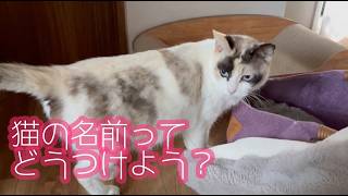 「猫の名前ってどうつけるの？」人生初ペットの飼い主、迎えた保護猫の名付けに苦戦