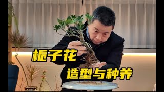 栀子花适合造什么型，施什么肥生长会更好