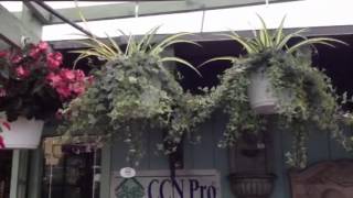 Use color in your garden to bring you fame and good relatio