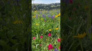 Weekend getaway at Manning Park.